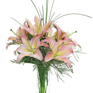 Stunning Lilies