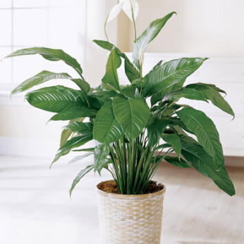 Spathiphyllum