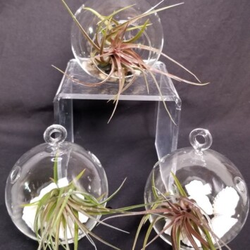 Tillandsia in Hanging Terrarium