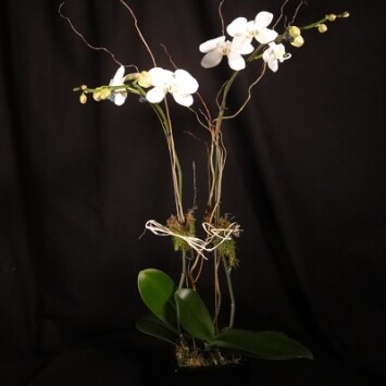 Contemporary Double Stem Orchid