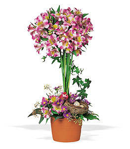 Alstroemeria Topiary